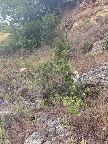 iNaturalist observation of Shrubby Boneset in Canyon Lake Gorge by username monyhoney: https://www.inaturalist.org/observations/322078965