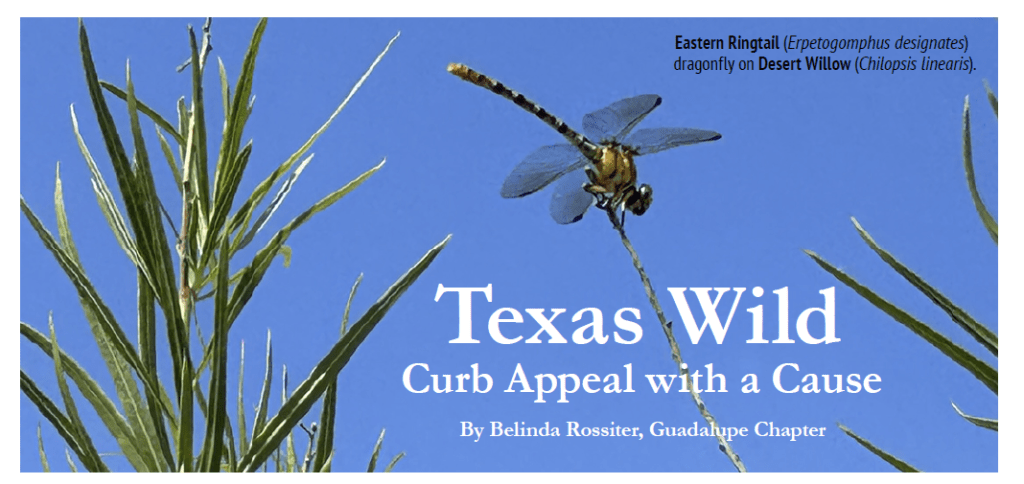 My Story, Told By Native Plant Society Of&nbsp;Texas
