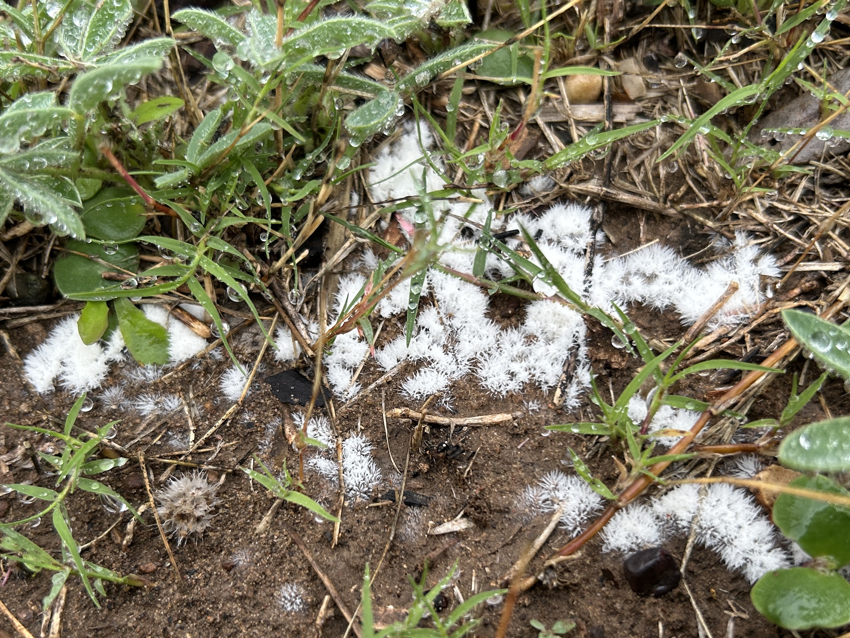 New Fungi In The Wildflower Meadow – Rewilding My Lot
