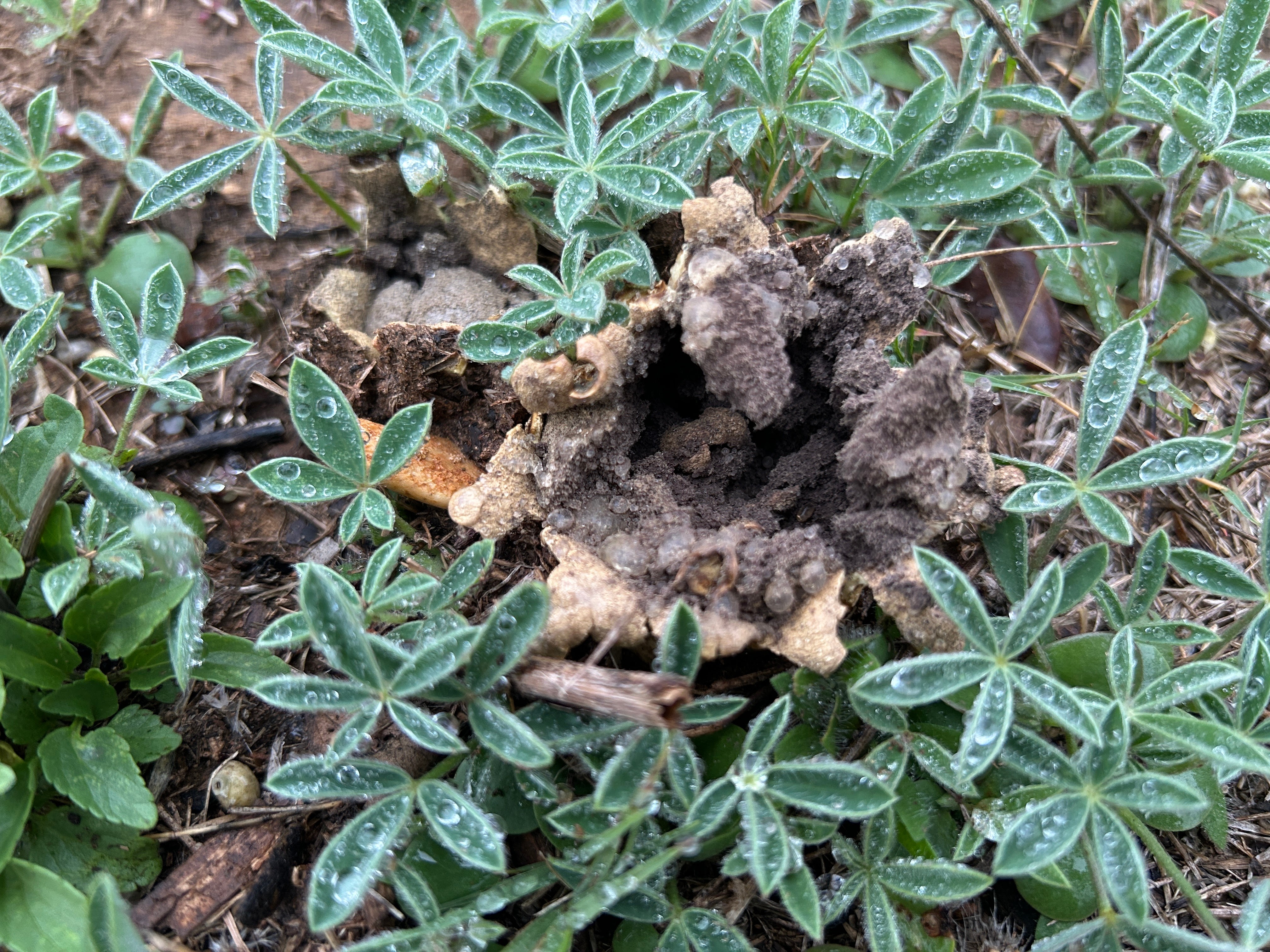 New Fungi In The Wildflower Meadow – Rewilding My Lot