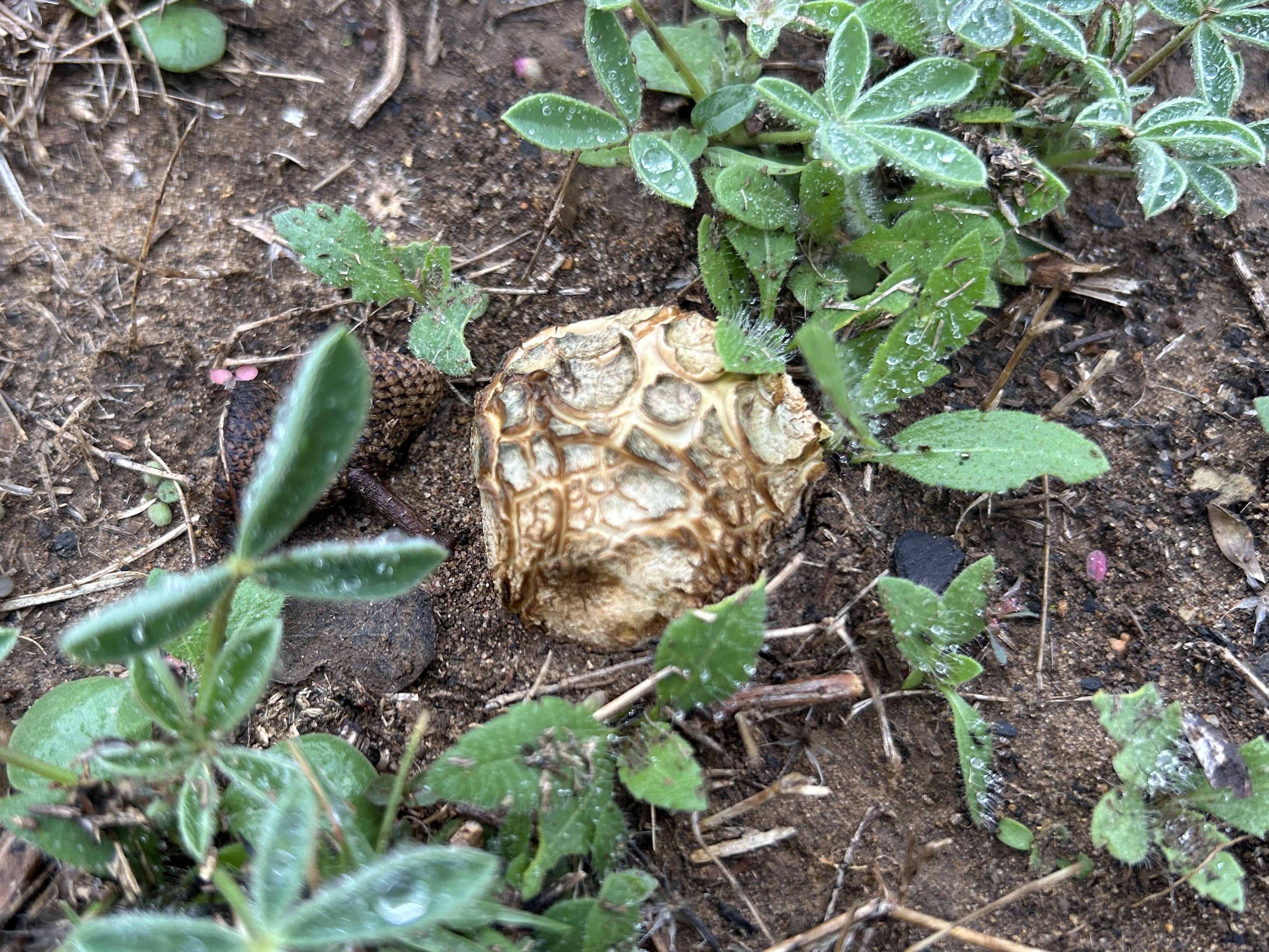 TRACY  UNPUBLISHED TUNES　FUNGUS New Fungi In The Wildflower Meadow – Rewilding My Lot