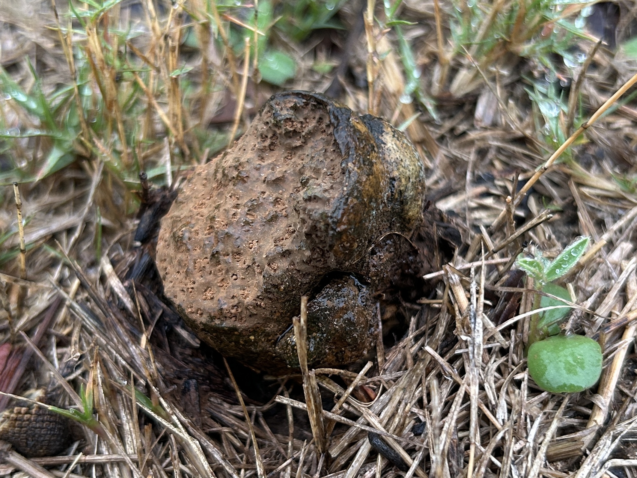 New Fungi In The Wildflower Meadow – Rewilding My Lot