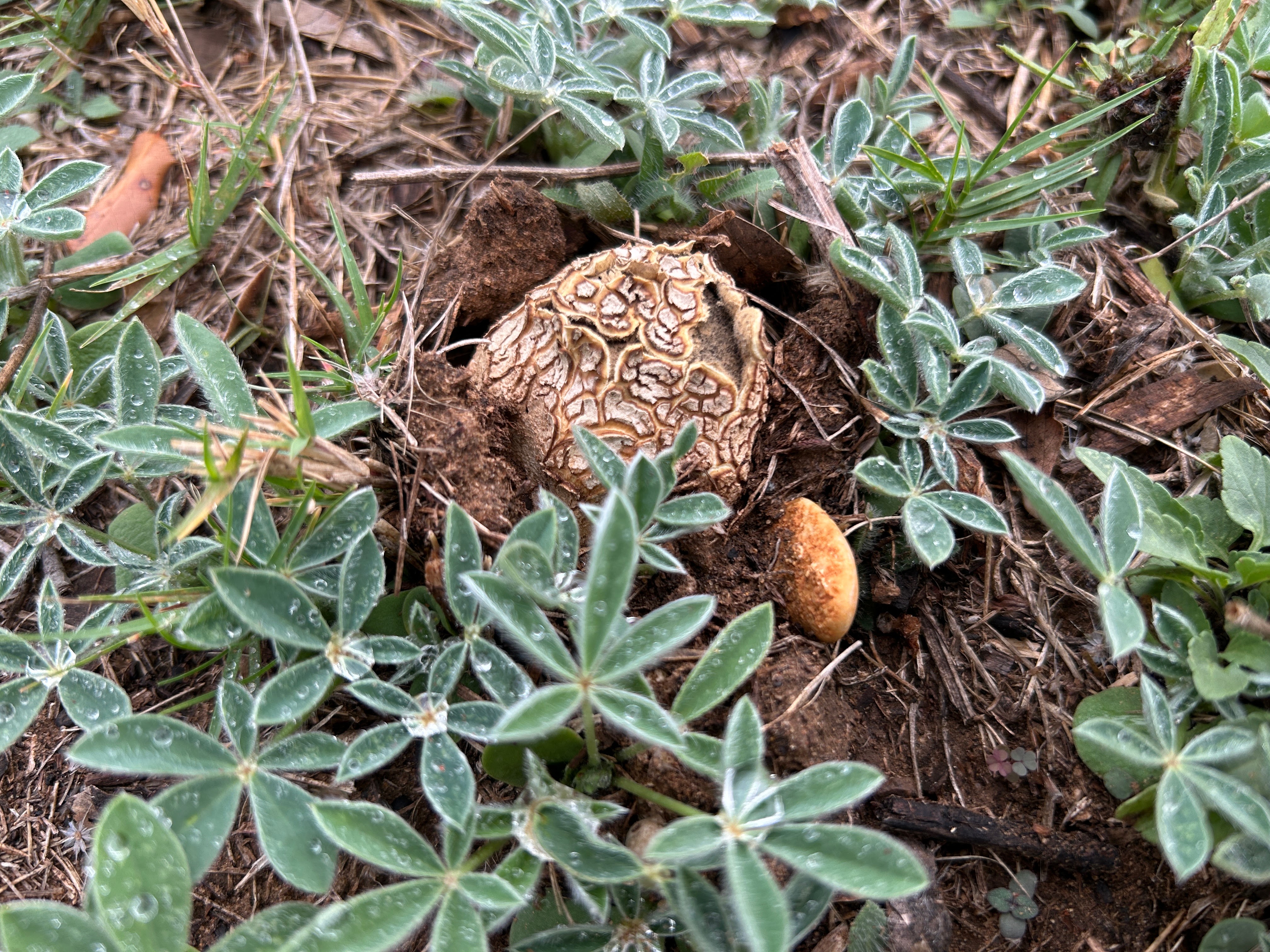 TRACY  UNPUBLISHED TUNES　FUNGUS New Fungi In The Wildflower Meadow – Rewilding My Lot