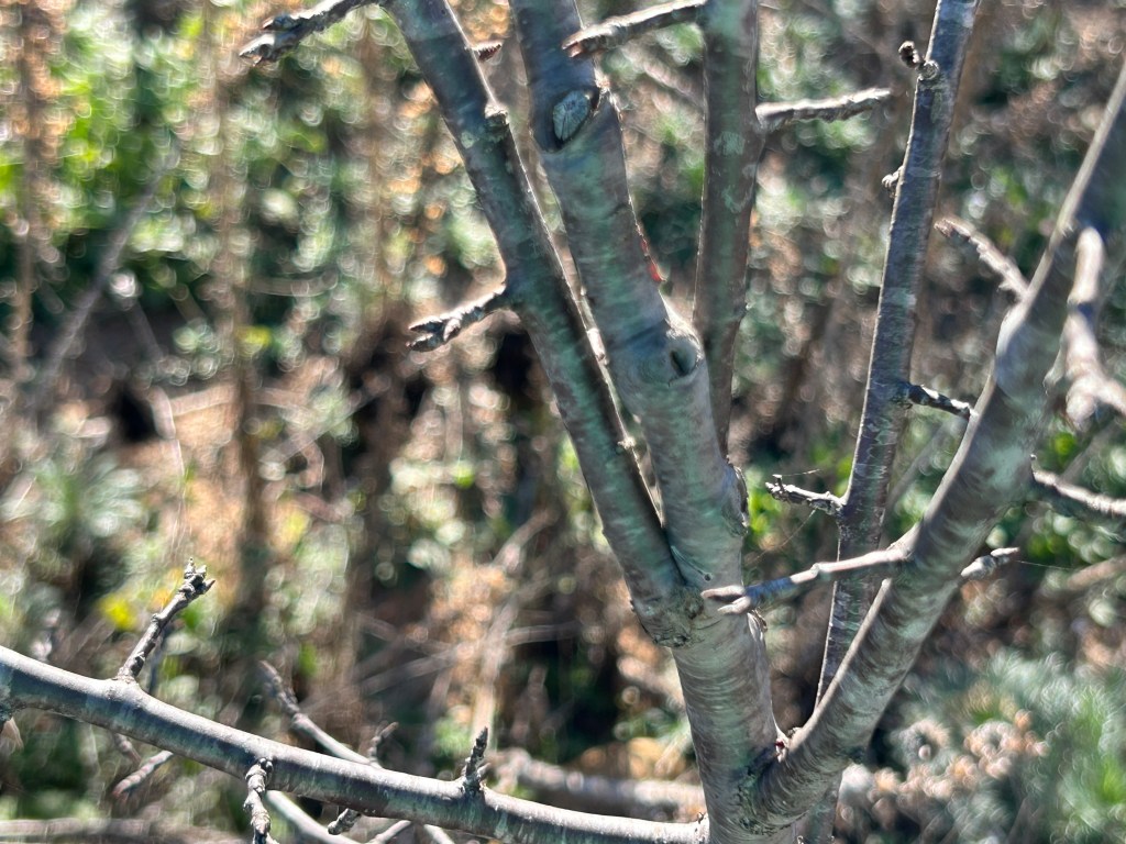 Pruning: Mexican Plum