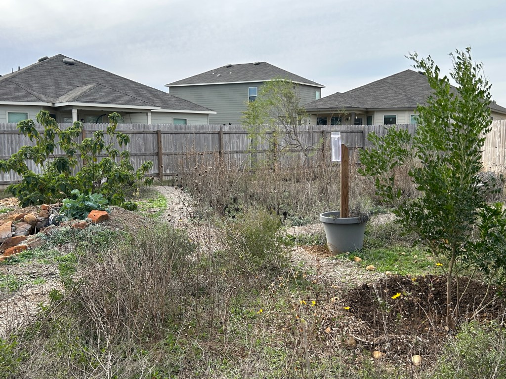 Tree Growth Report, January&nbsp;2026