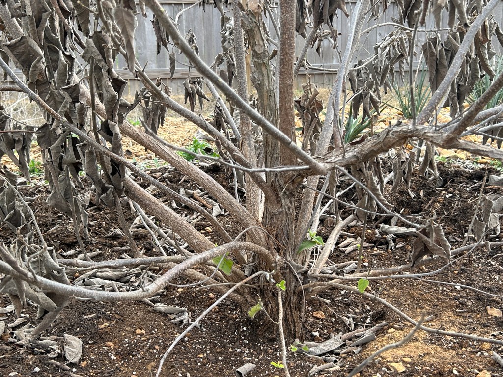 Pruning: Mexican Olive