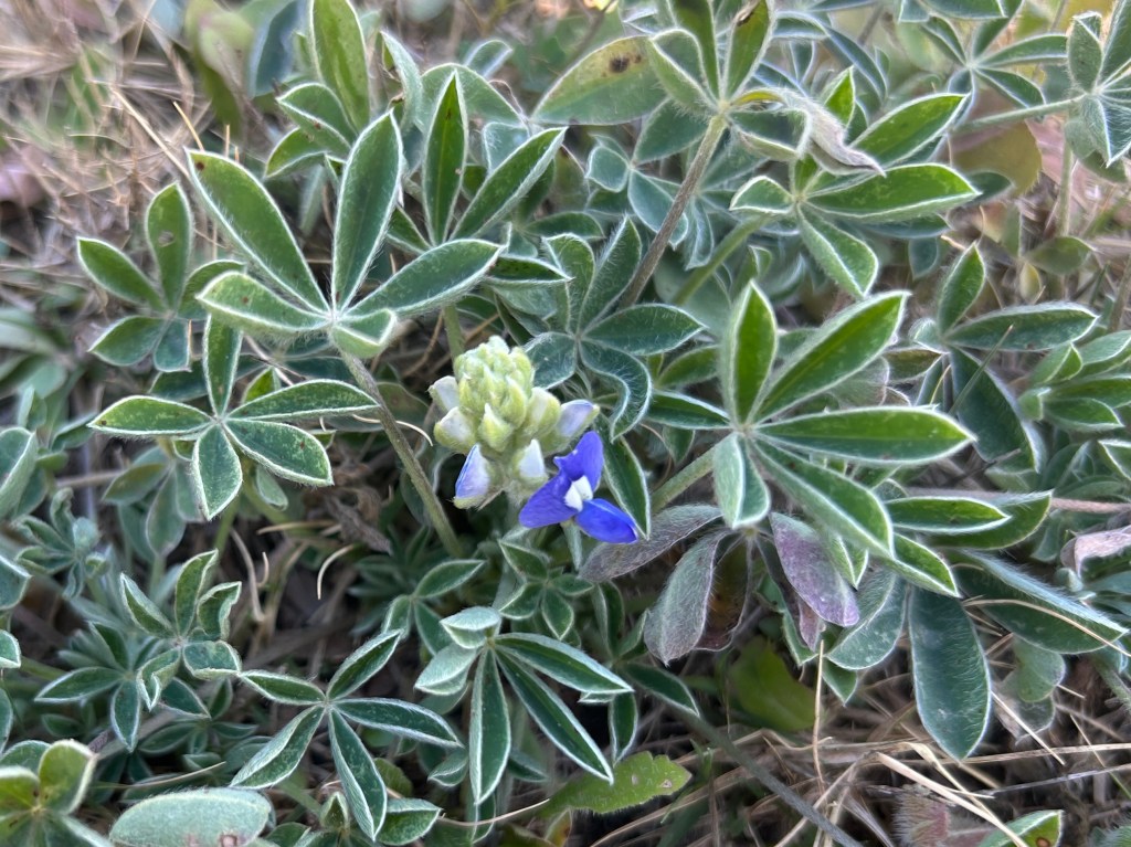 The First Bluebonnet Blooms Of 2026