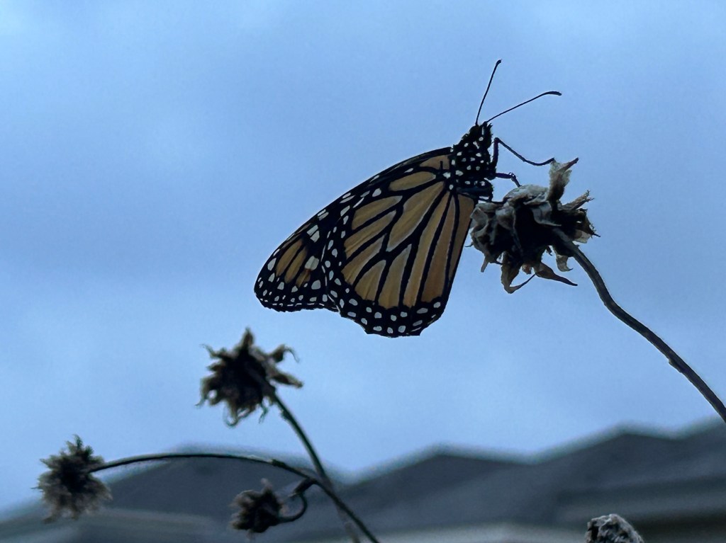 An Unexpected Visitor At This&nbsp;Time