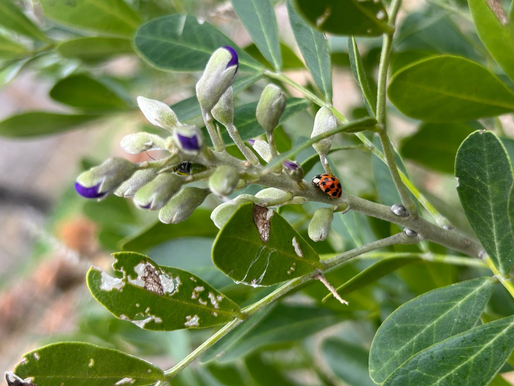 Eagerly Waiting For The Texas Mountain Laurel To Bloom