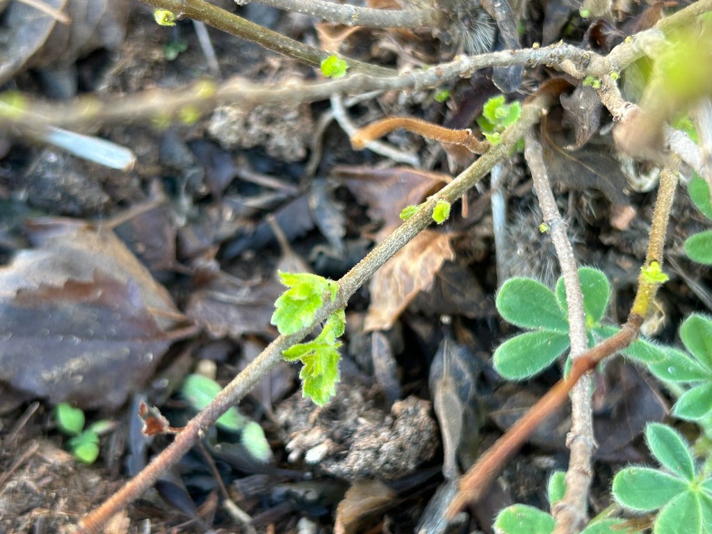 Rapid Freeze Recovery