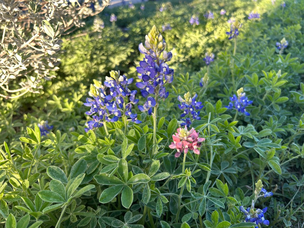 A Pink Bluebonnet
