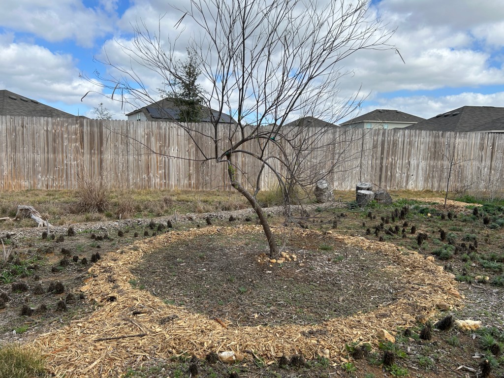 Defining A New Area Under The Desert&nbsp;Willow
