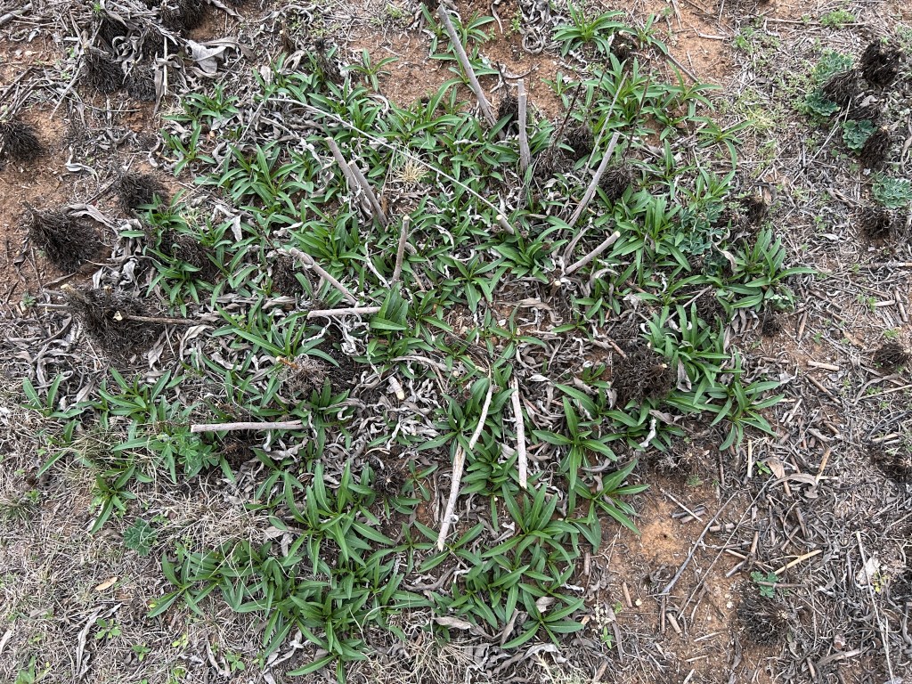 Maximilian Sunflower Patch Is&nbsp;Growing