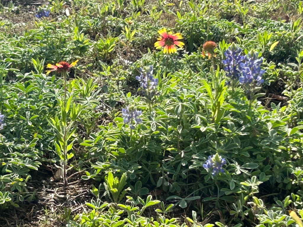 The Wildflower Meadow Is Happy After Two Inches Of&nbsp;Rain