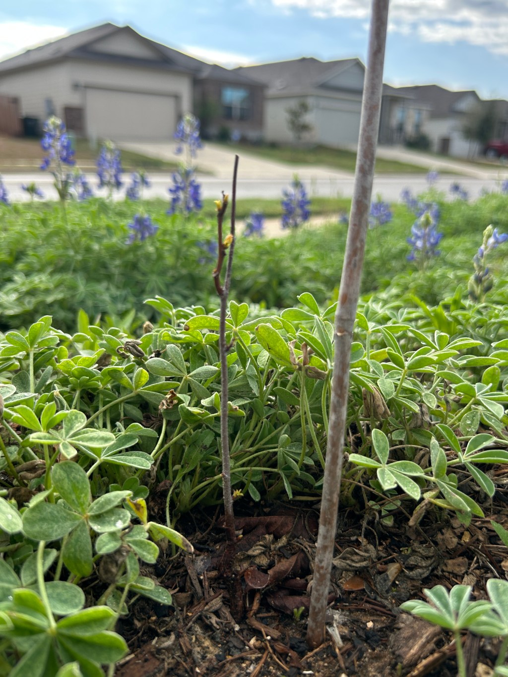Mexican Buckeye Survived The Winter, And Acquired A&nbsp;Companion