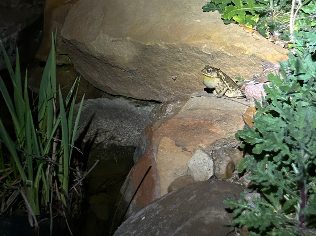 The Toad Chorus Is Back