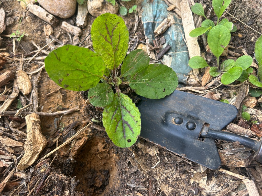 Moving Lyreleaf Sage&nbsp;Plants