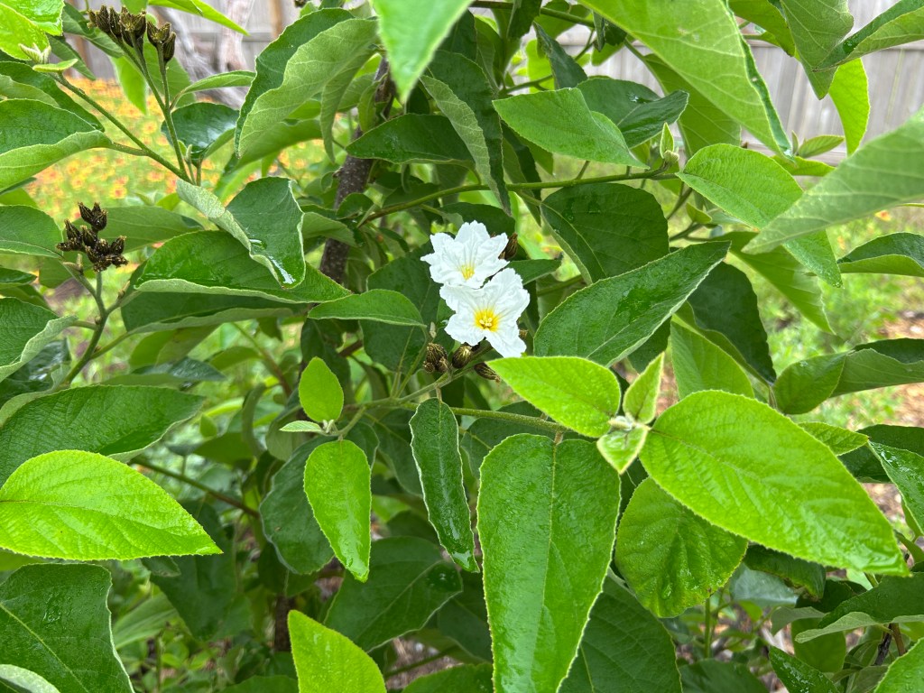 Mexican Olive Recovery