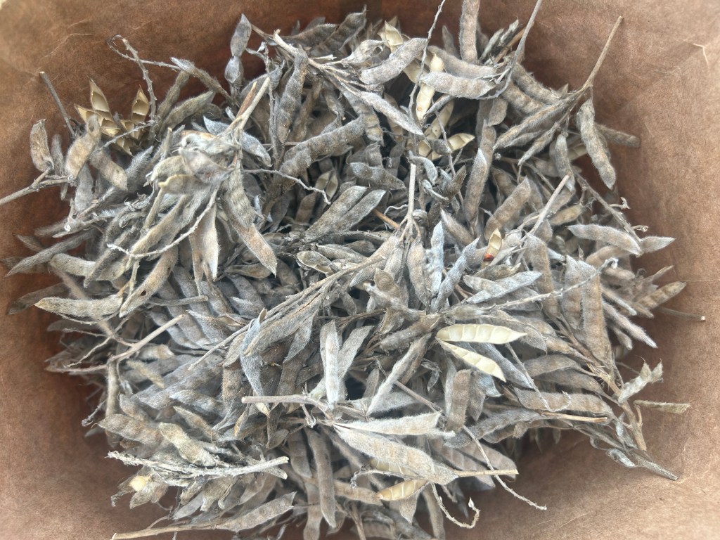 Harvesting Bluebonnet Seeds