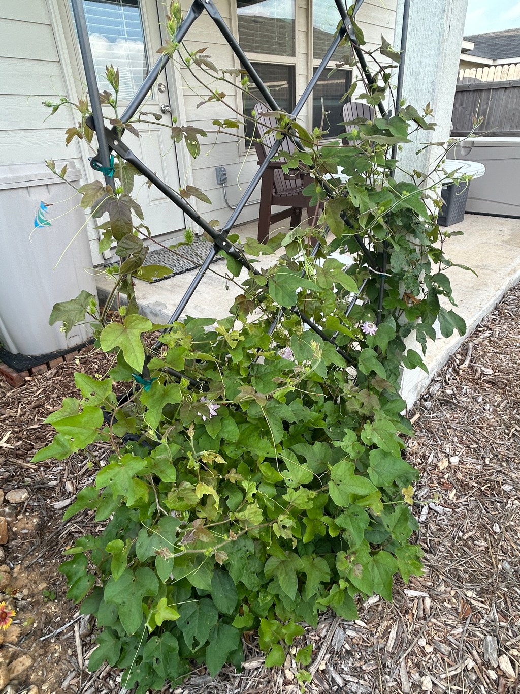 Passionflower Is Teeming With&nbsp;Activity