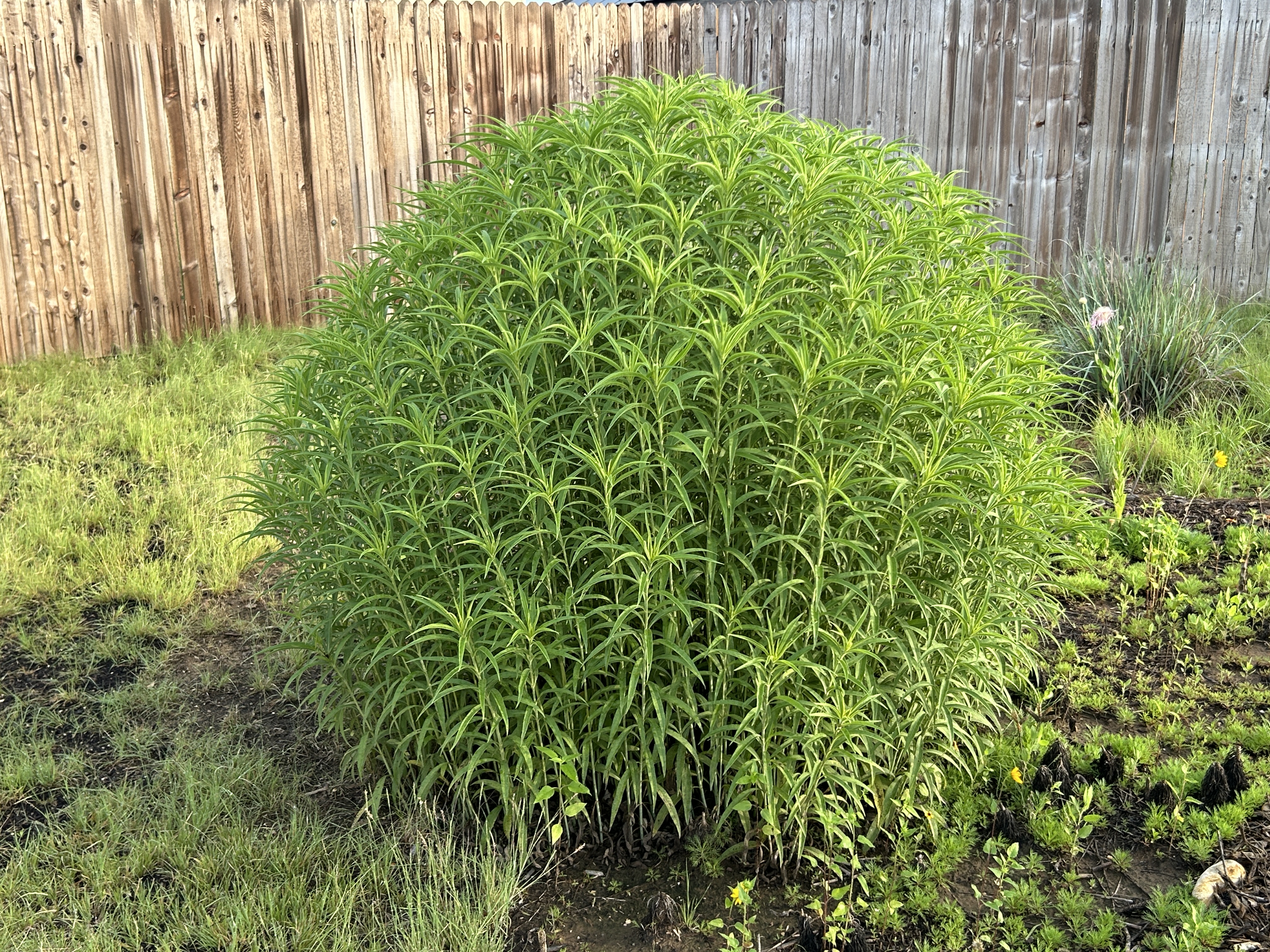 Experimenting With Maximilian Sunflowers – Rewilding My Lot