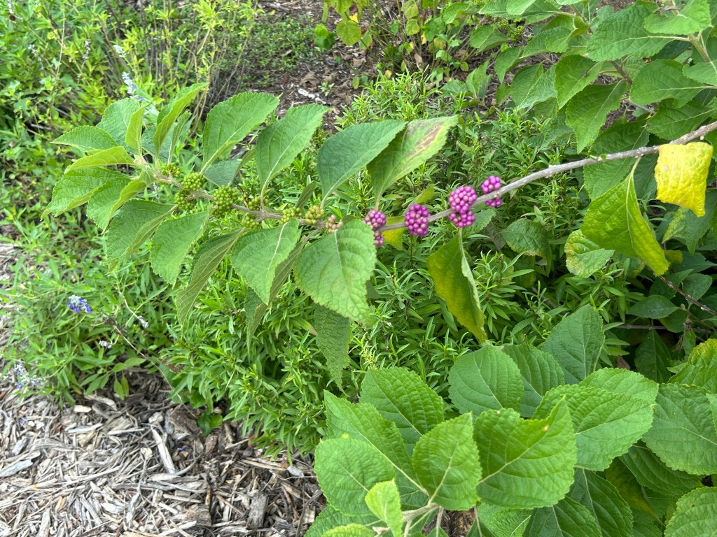 A Strong Plant After A Slow Start