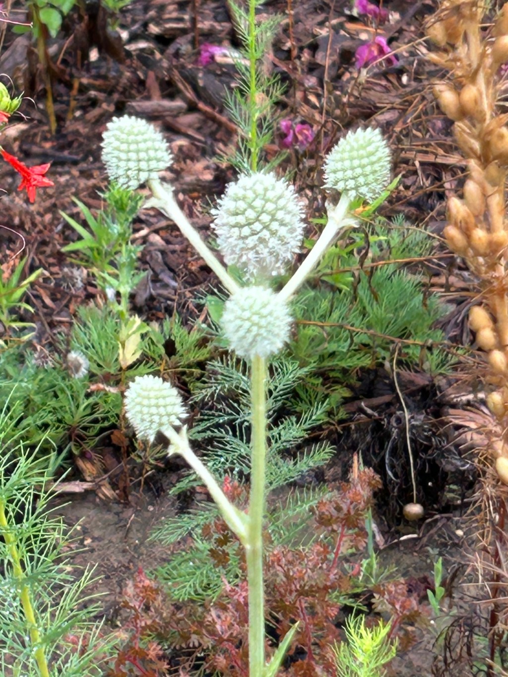 I Finally Have Rattlesnake Master Growing