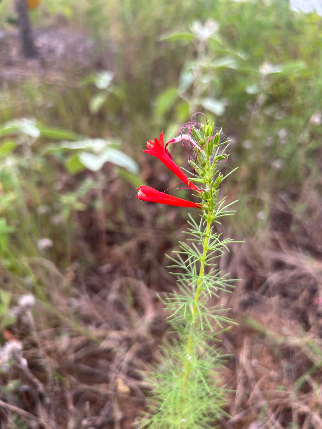 Standing Cypress In The Front Meadow