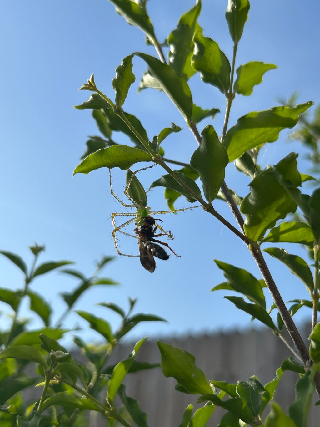 A Wasp Meal For A Green Lynx Spider