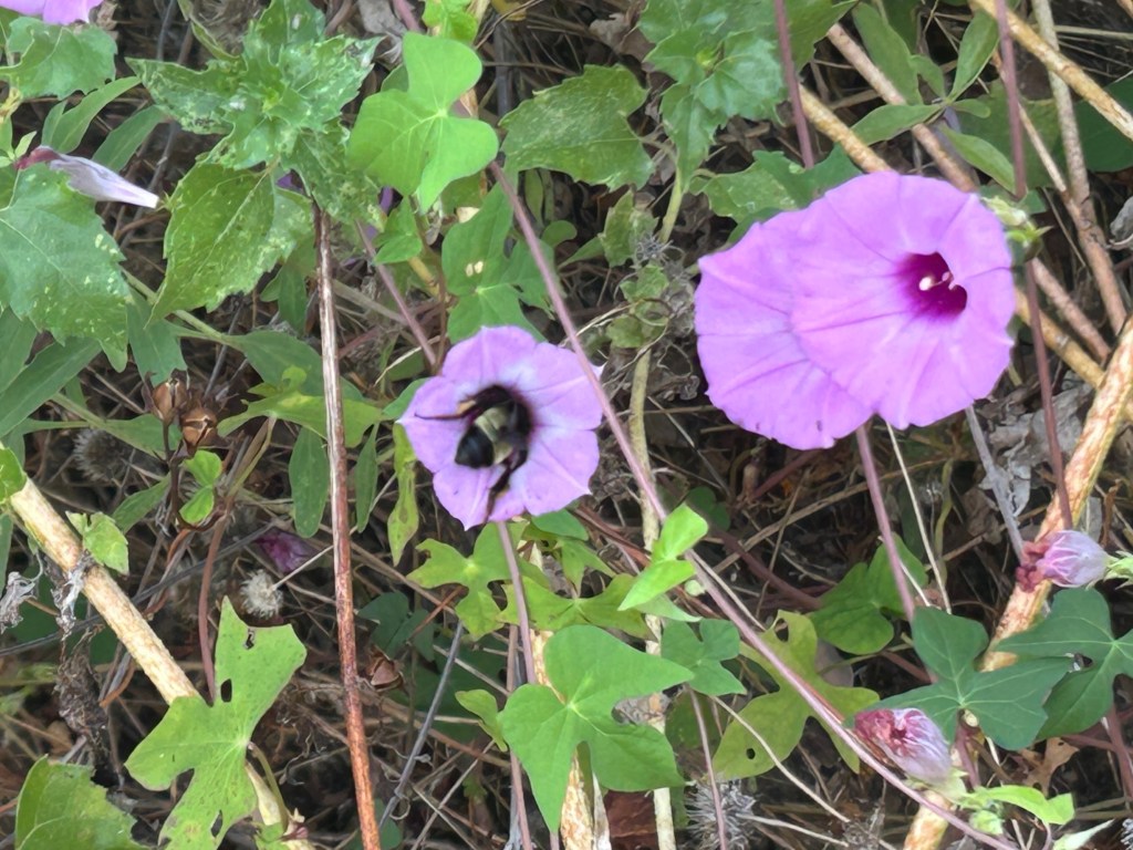 Purple Bindweed Is Helpful But Needs Restraining