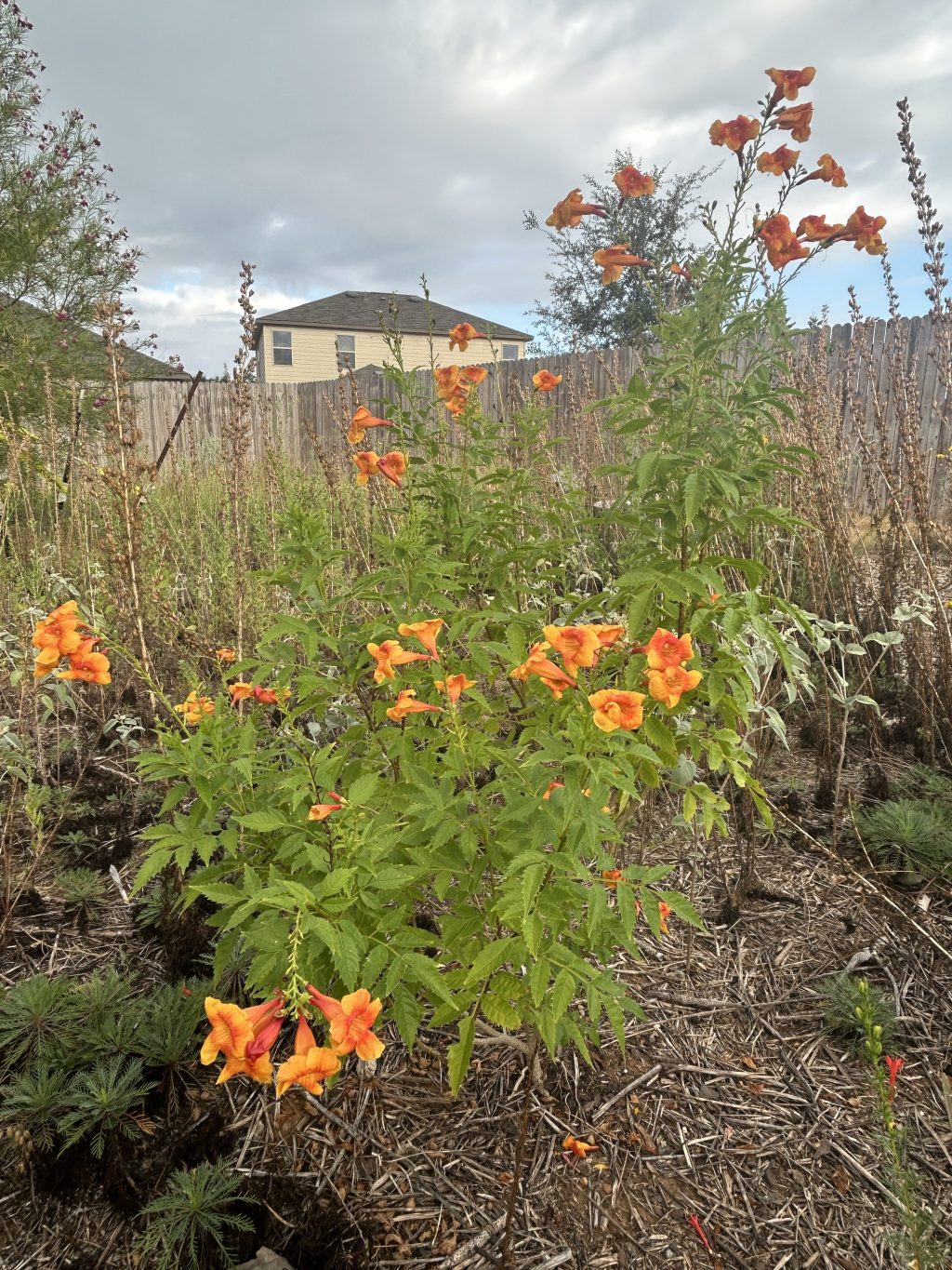 Esperanza And Kidneywood