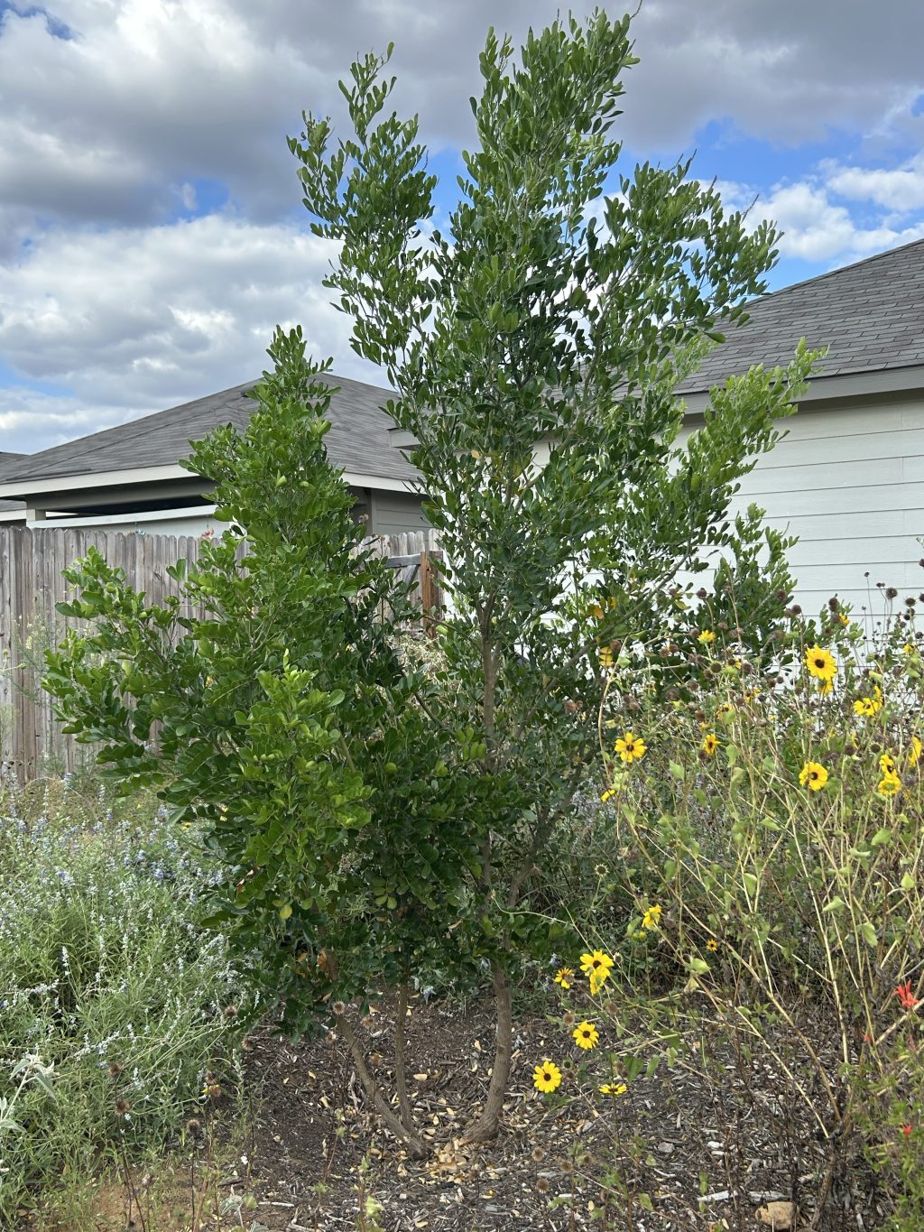 Texas Mountain Laurel Was Apparently Two Trees